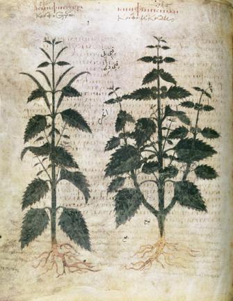 Nettles, 6th century.